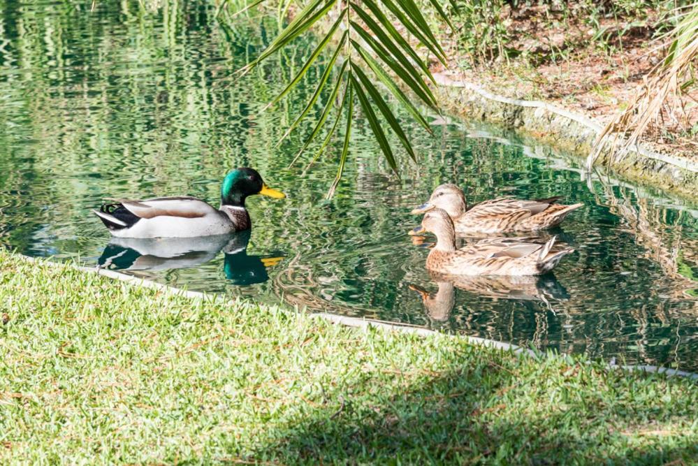 Apartmán Playas Del Duque, Puerto Banus, Golf .Playa Y Compras Marbella Exteriér fotografie